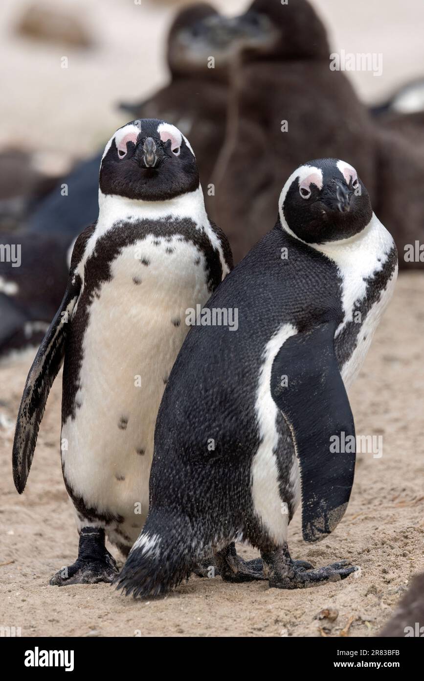 Zwei afrikanische Pinguine (Spheniscus demersus) am Boulders Beach in Simon's Town, in der Nähe von Kapstadt, Südafrika Stockfoto