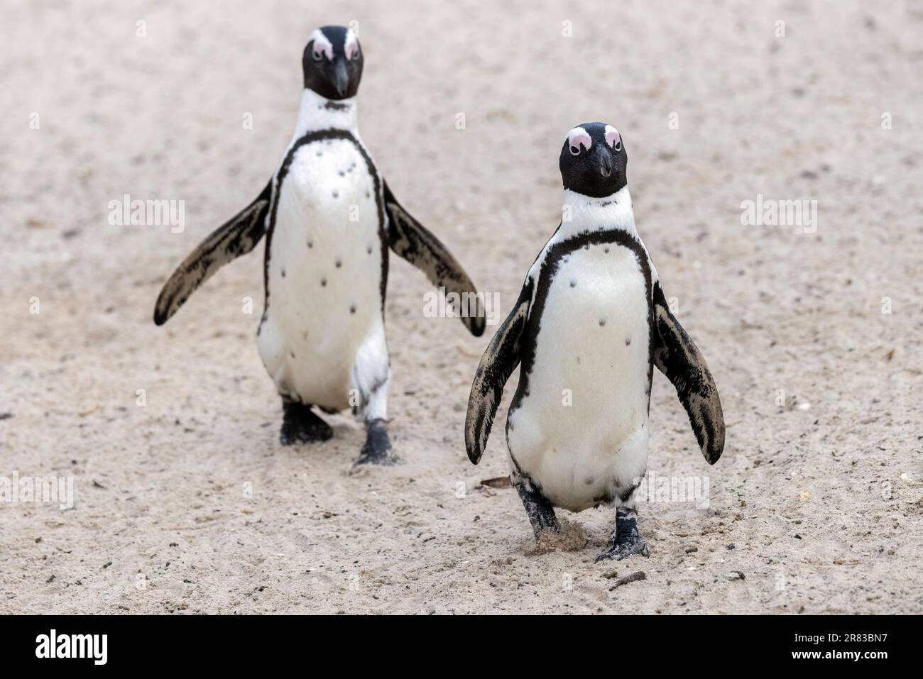Zwei afrikanische Pinguine (Spheniscus demersus) am Boulders Beach in Simon's Town, in der Nähe von Kapstadt, Südafrika Stockfoto