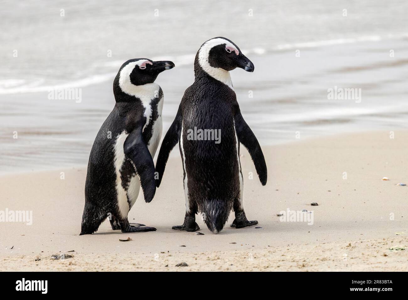 Afrikanisches Pinguinpaar (Spheniscus demersus) am Boulders Beach in Simon's Town, in der Nähe von Kapstadt, Südafrika Stockfoto