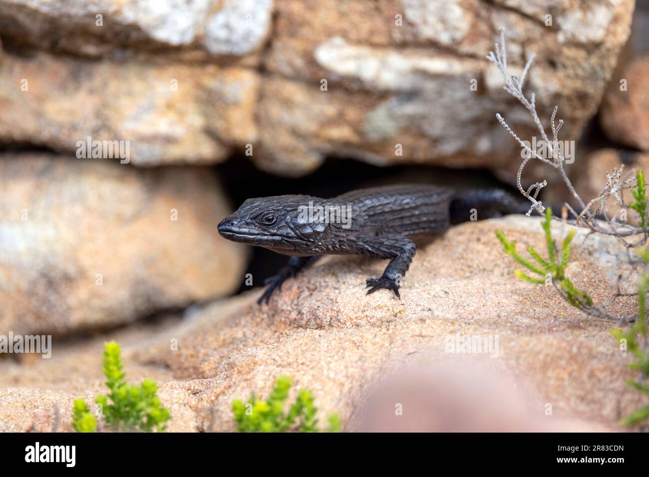 Cordylus niger, die schwarze Gürteleidechse am Cape Point im Kap der Guten Hoffnung Nationalpark in der Nähe von Kapstadt, Südafrika Stockfoto
