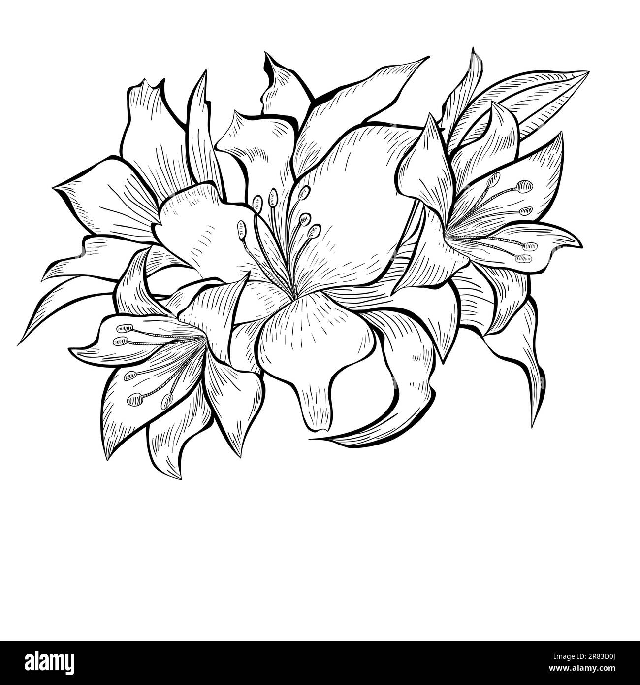 Schwarz-weiße Illustration von Lilienblumen Stock Vektor