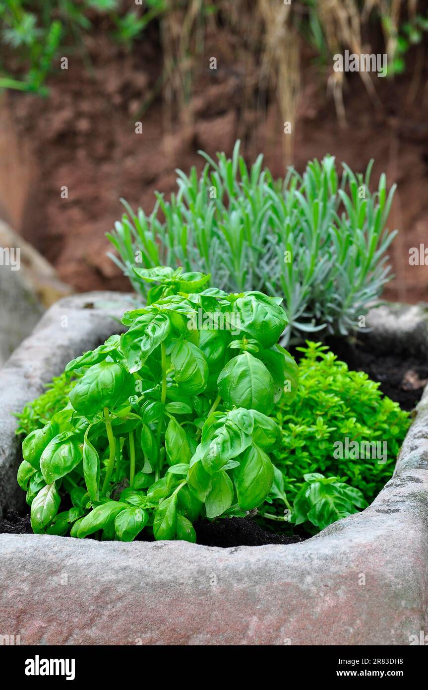 Gewürze, Gartenkräuter, Basilikum (Ocimum basilicum), Rosmarin (Rosmarinus officinalis) Stockfoto