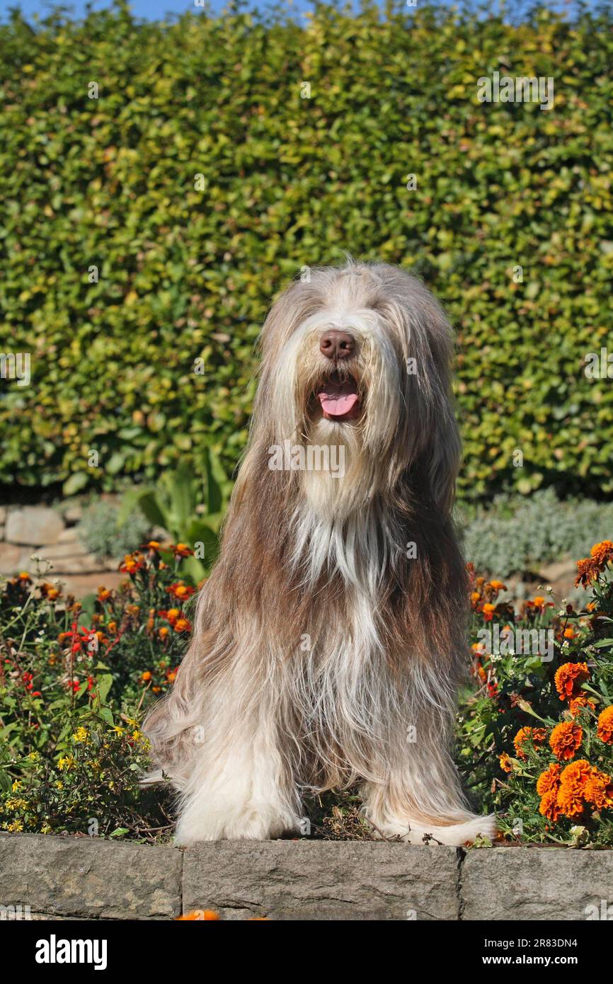 Bärtiger grauer Wolf (Canis lupus) f. familiaris, der vor den Blumen an einer Wand sitzt Stockfoto