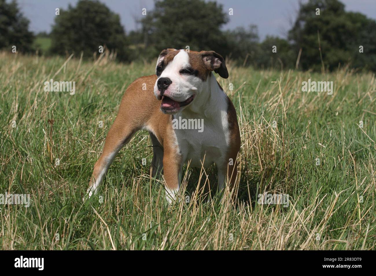 Continental Bulldog, 15 Wochen alt Stockfoto