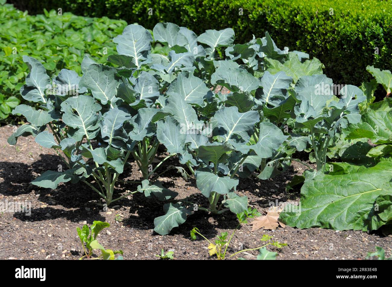 Bauerngarten, Kohl mit Salat, Rosengarten in Oberderdingen Stockfoto