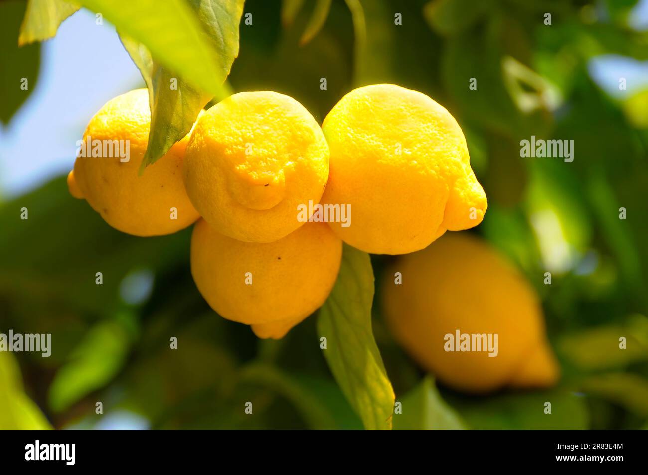 Reife Zitronen (Citrus x limon) auf dem Baum, Zitrone, Zitrone, Limette Rosengarten in Oberderdingen Stockfoto
