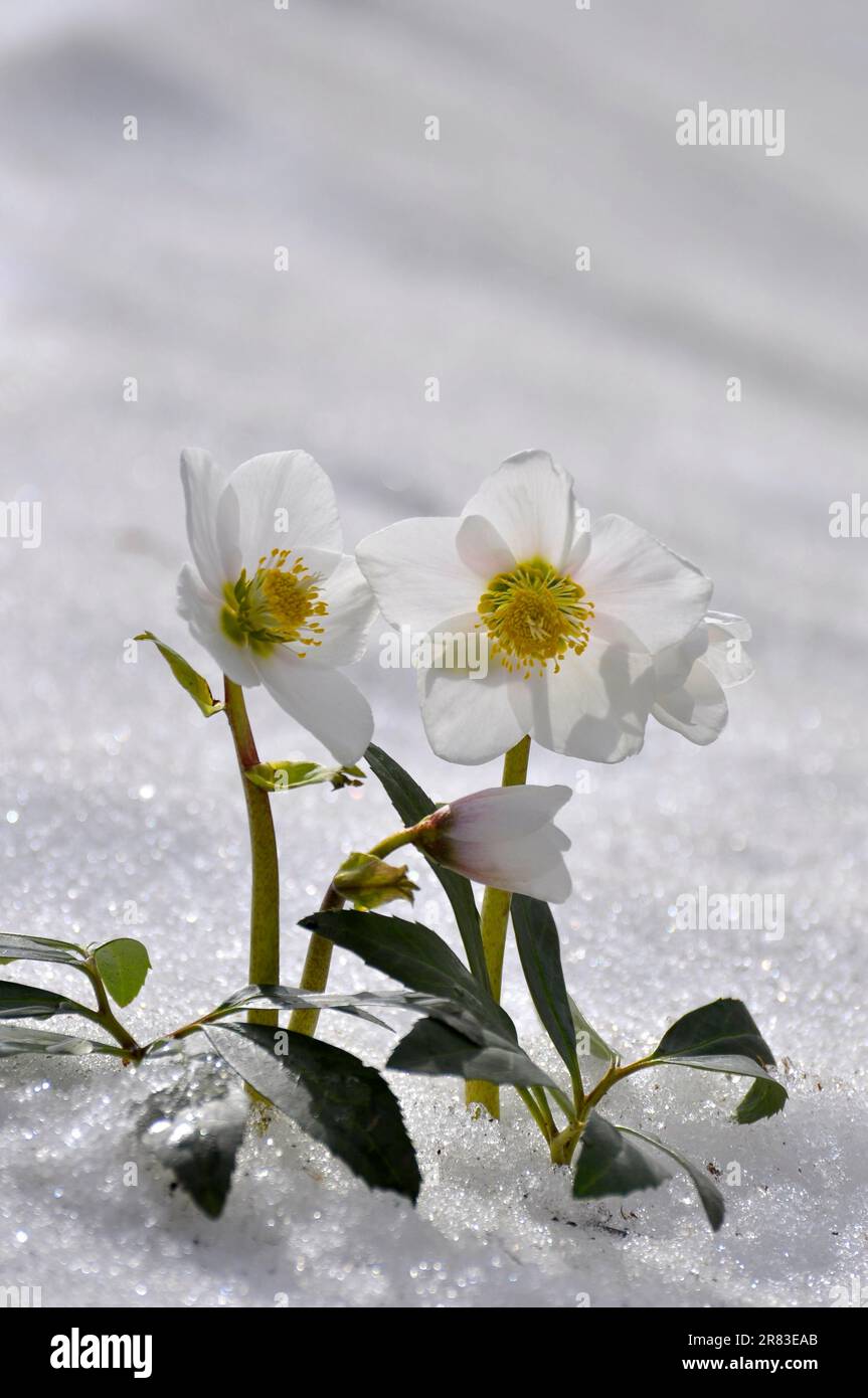 Schneerollen, Weihnachtsrosen (Helleborus niger) im Schnee, Thaw Stockfoto
