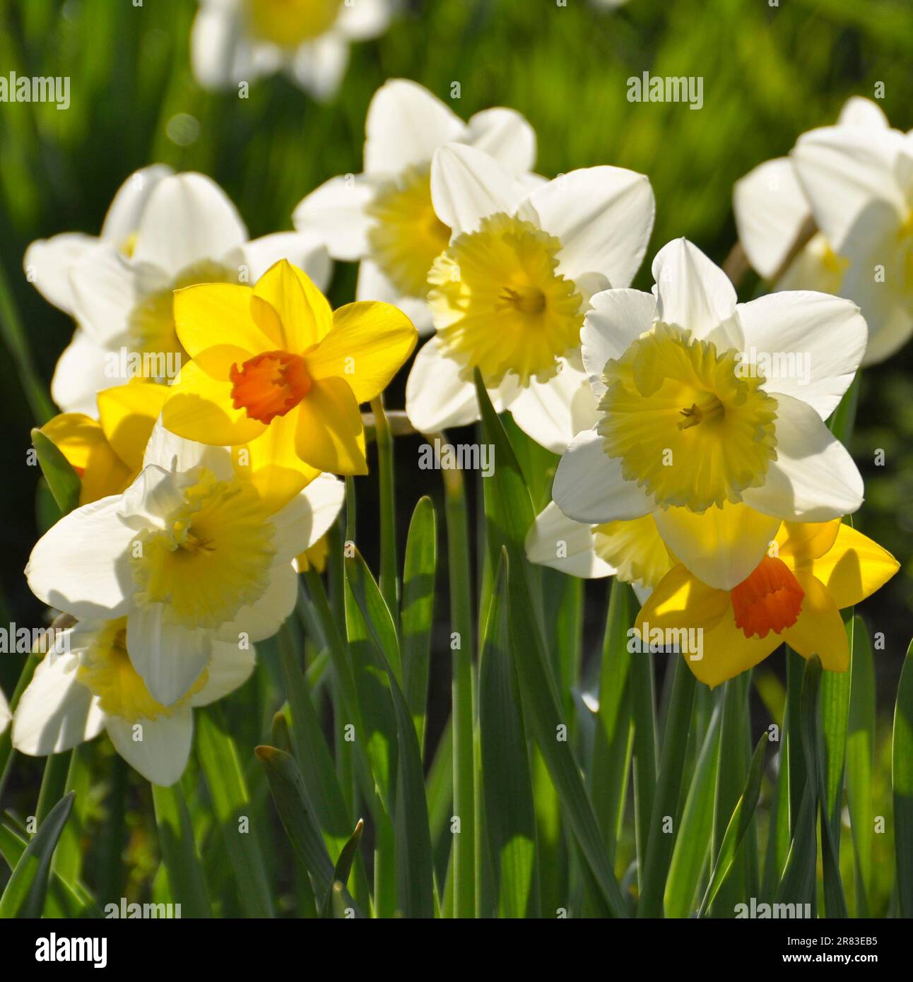 Narzissen blühen im Frühling auf der Wiese, gelbe Narzissen (Narzisse