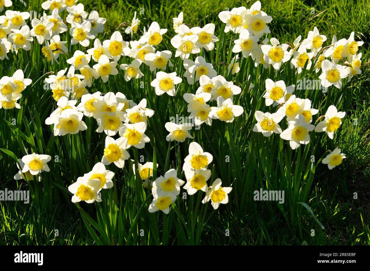 Narzissen blühen im Frühling auf der Wiese, gelbe Narzissen (Narzisse