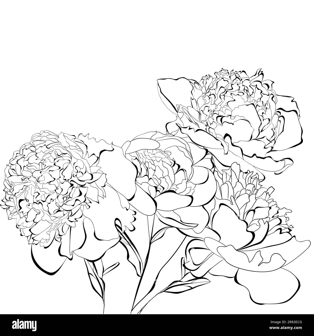 Vorlage für Karte Pfingstrosen Stock Vektor