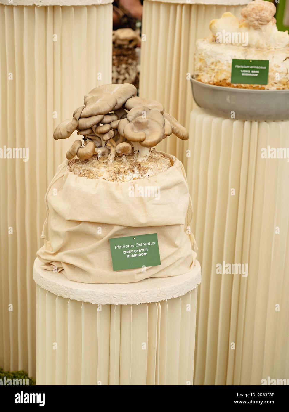 Graue Austernpilze, Pleurotus Ostreatus Stockfoto