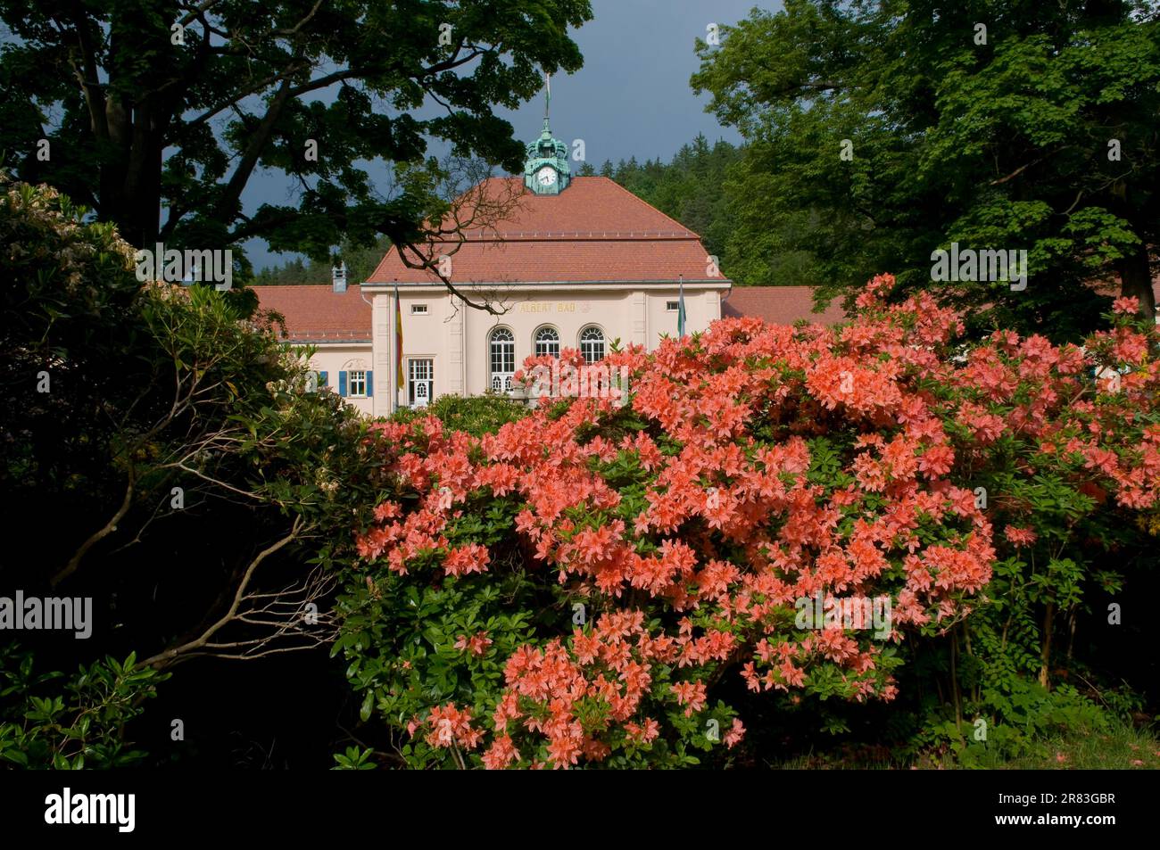 Rhododendron-Blten in Bad Elster, Rhododendrons Rhododendron  Stockfotografie - Alamy