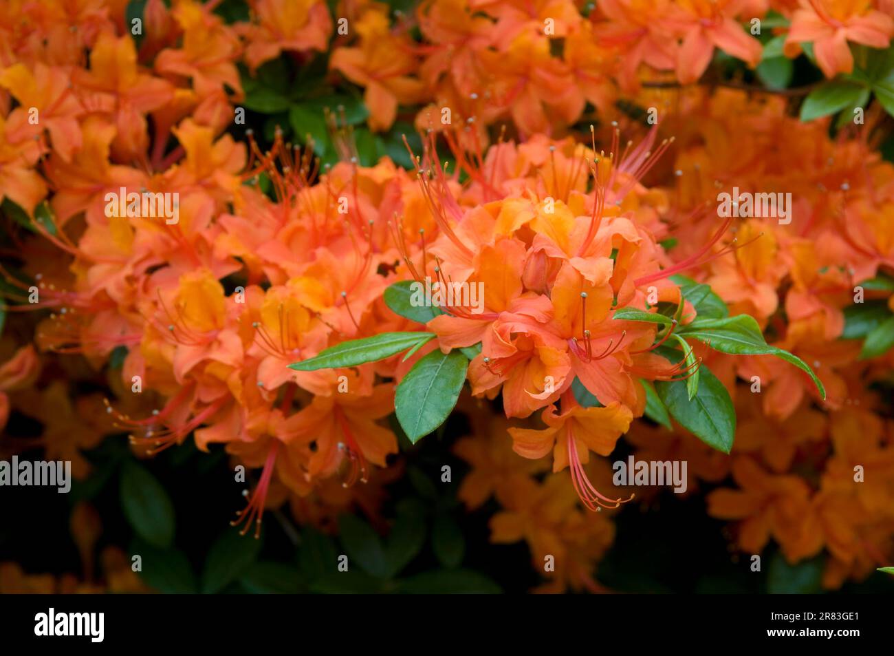 Rhododendron-Blten in Bad Elster, Rhododendrons Rhododendron  Stockfotografie - Alamy