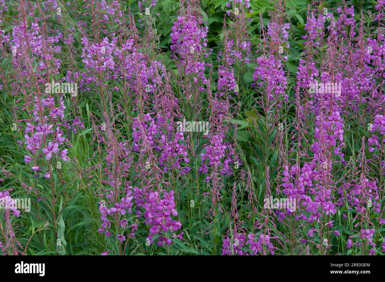 Schwarzblättrige Weidewiese, blühende sally (Epilobium angustifolium) ganzjähriges Feuerweed, Waldwillowherb, Waldwillowherb Stockfoto Schwarzblättrige Weidewiese, blühende sally (Epilobium angustifolium) ganzjähriges Feuerweed, Waldwillowherb, Waldwillowherb Stockfoto