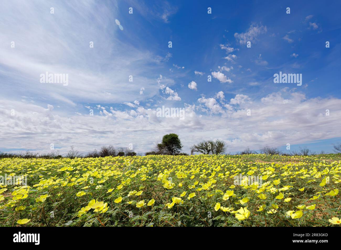 Malerische Landschaft mit gelben Blumen von Tribulus zeyheri, Kalahari Wüste, Südafrika Stockfoto