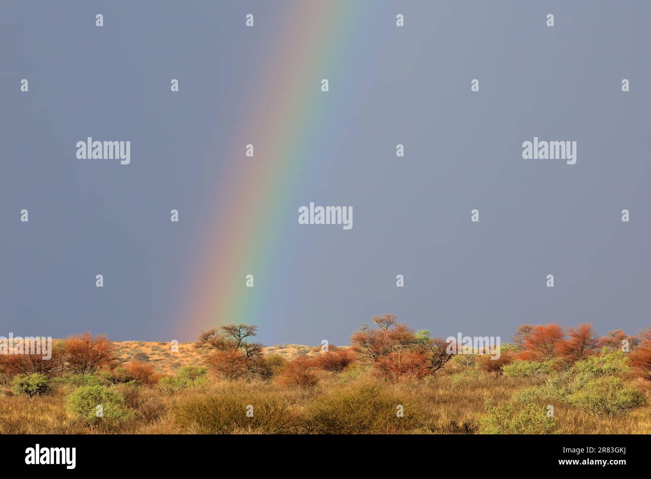 Wüstenlandschaft mit einem bunten Regenbogen in Gewitterhimmel, Kalahari-Wüste, Südafrika Stockfoto