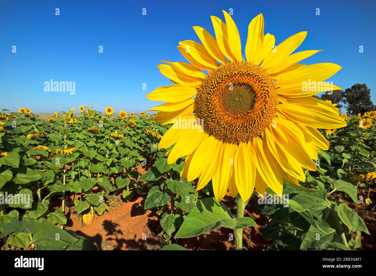 Eine hellgelbe Sonnenblume auf einem Feld vor einem blauen Himmel Stockfoto