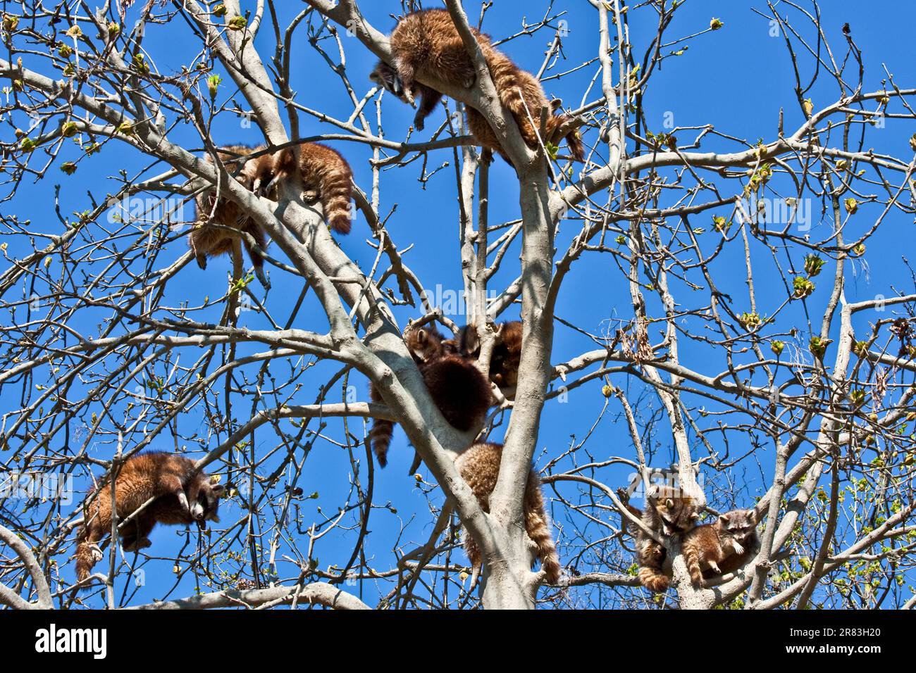 (Procyon lotor) Linnaeus: Klassifikation Mammalia - Placentalia - Carnivora - Fissipedia Stockfoto