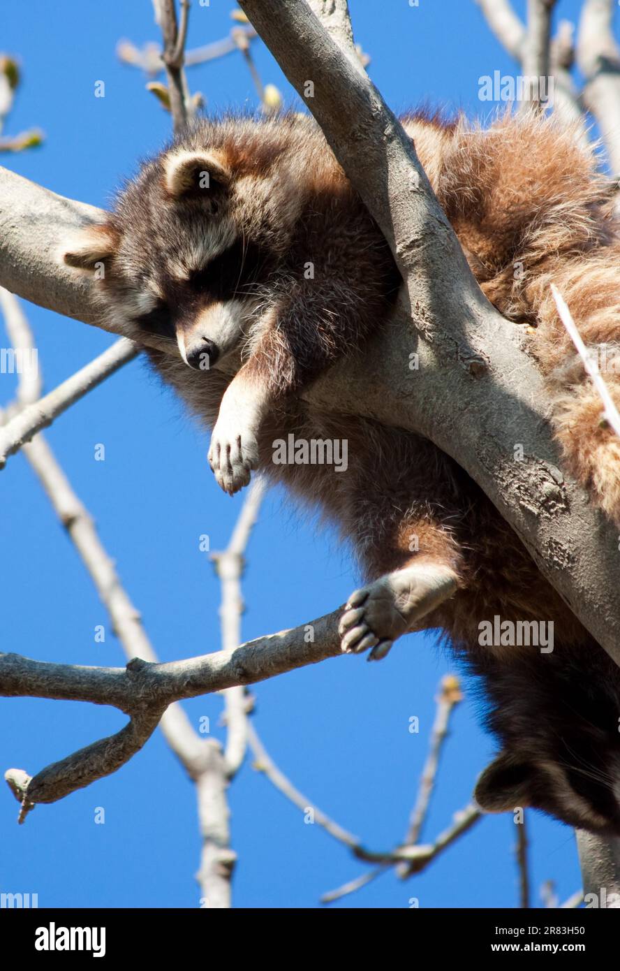 (Procyon lotor) Linnaeus: Klassifikation Mammalia - Placentalia - Carnivora - Fissipedia Stockfoto