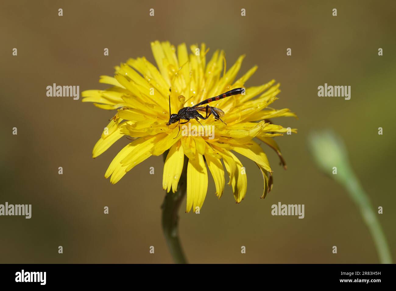 Wespenverschlüsse. Familie Gasteruptiidae, Unterfamilie Gasteruptiinae. Uber eine Katzenblume, Flatweed (Hypochaeris radicata) Familie Asteraceae Stockfoto