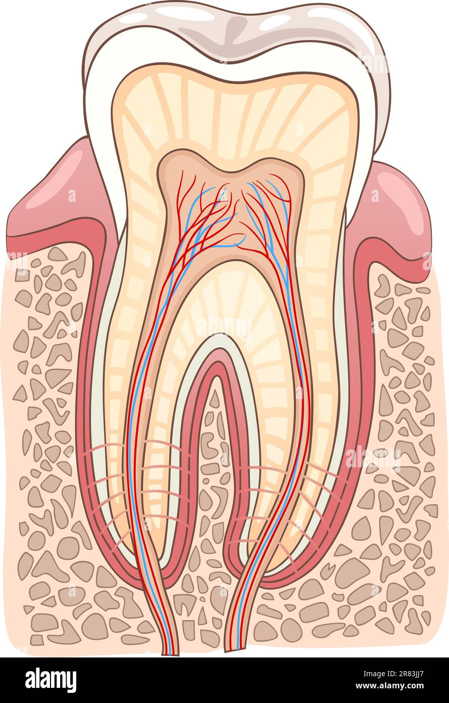 Querschnitt durch medizinische Vektor-Illustration des menschlichen Zahnes Stock Vektor