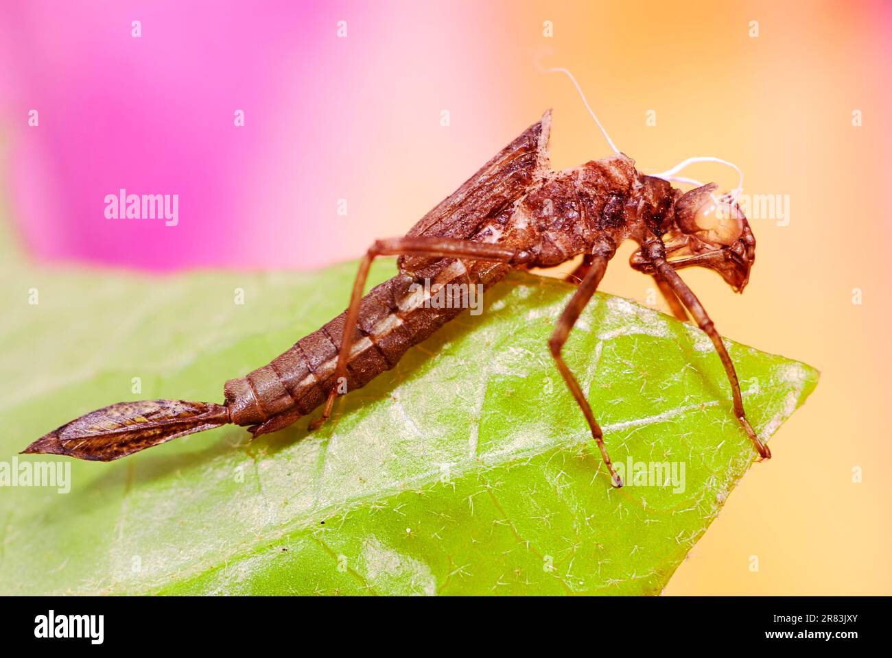 Leere Haut einer Libelle Stockfoto