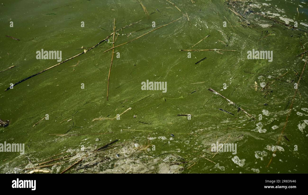 Im Schwarzen Meer Blau-grüne Algen blühen, Wasser in Odessa ist Süßwasser und Grün. Umweltkatastrophe durch die Explosion von Kakhovka Hy Stockfoto
