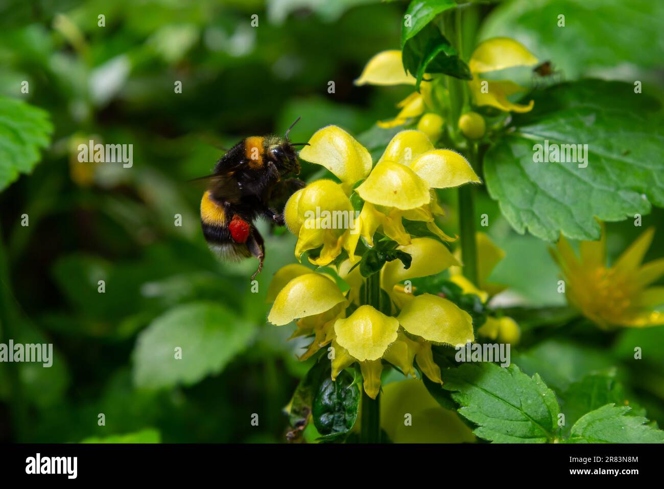 Bombus terrestris bestäubend Gelberzengel Lamium galeobdolon am Sommersonntag des Waldes. Stockfoto