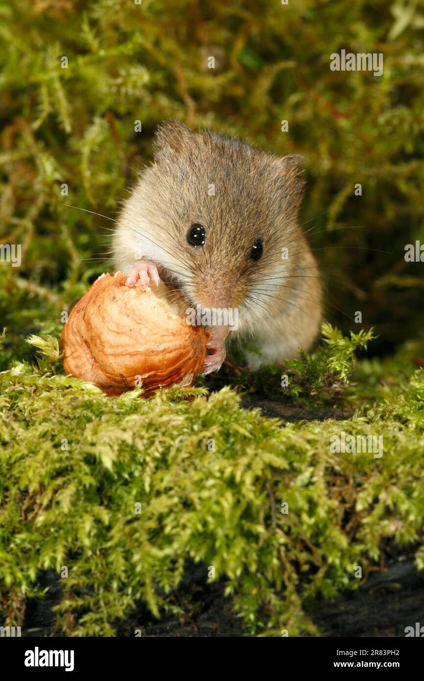 Old World Harvest Mouse (Micromys minutus), Fütterung von Haselnüssen, Deutschland Stockfoto