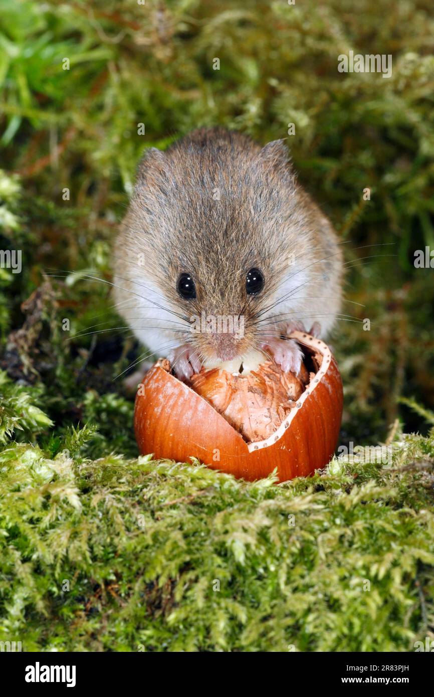 Old World Harvest Mouse (Micromys minutus), Fütterung von Haselnüssen, Deutschland Stockfoto