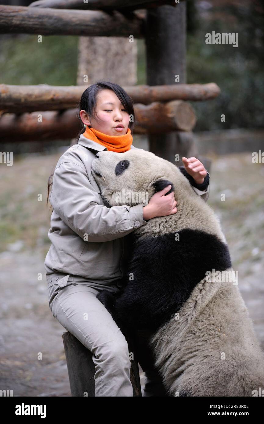 Keeper und Half-Grown Giant Panda (Ailuropoda melanoleuca), 1 1/2 Jahre, Wolong Nature Reserve, Bambusbär, China Stockfoto