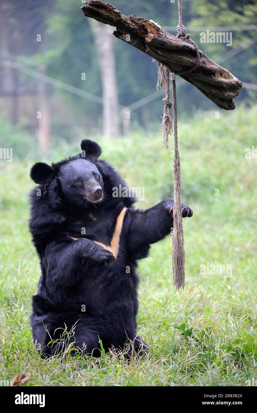 Asiatischer Schwarzbär (Ursus thibetanus), Animal Asia Foundation Sanctuary, Chengdu, Sichuan (Selenarctos thibetanus), Mondbär, China Stockfoto