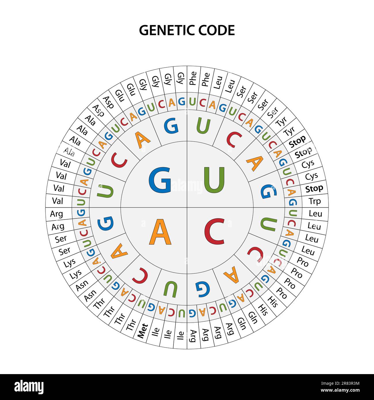 Das genetische Code-Diagramm. Stock Vektor