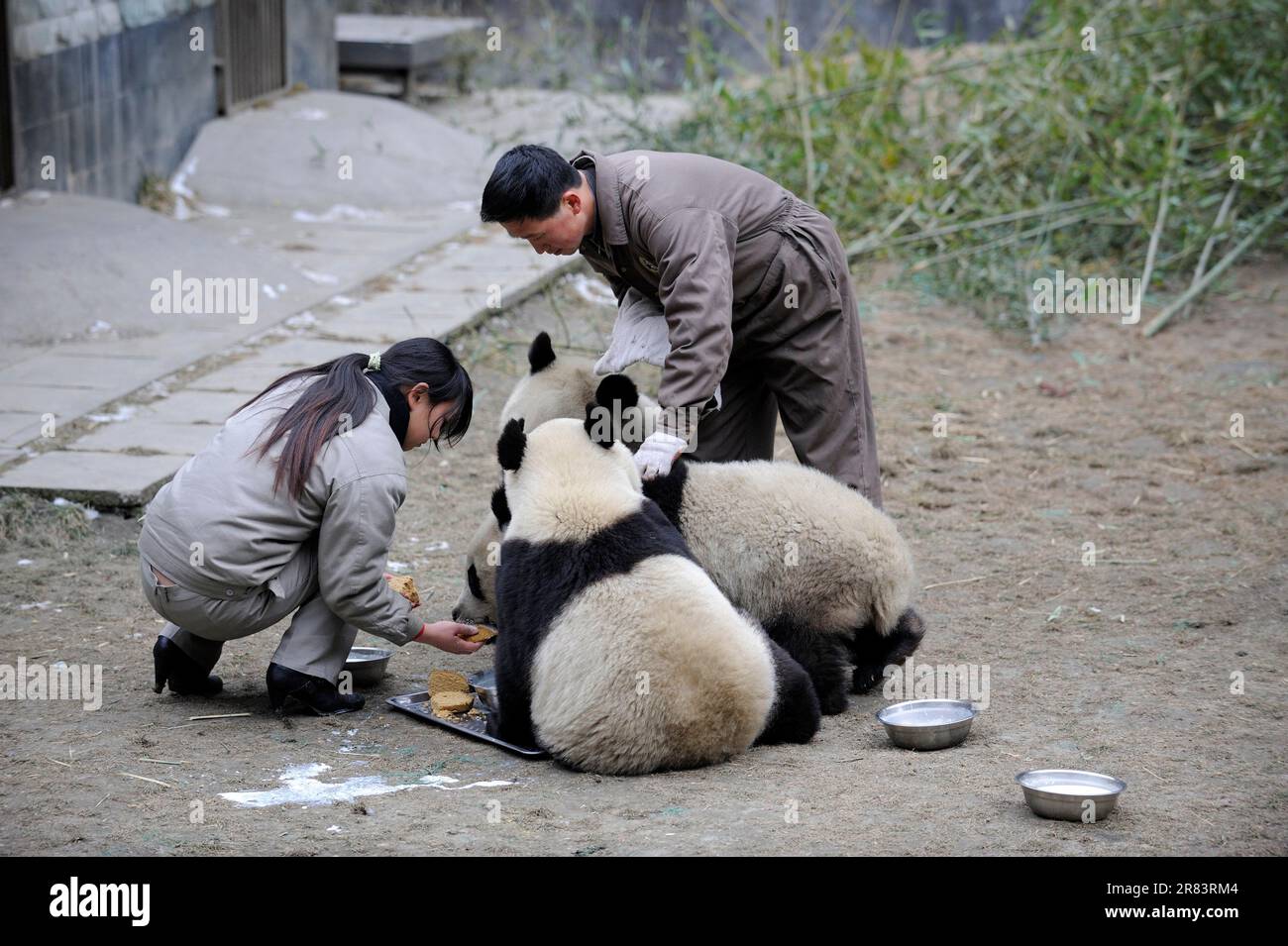 Tierpflegefütterung Riesenpandas (Ailuropoda melanoleuca), 1 1/2 Jahre, Naturschutzgebiet Wolong, Bambusbär, China Stockfoto
