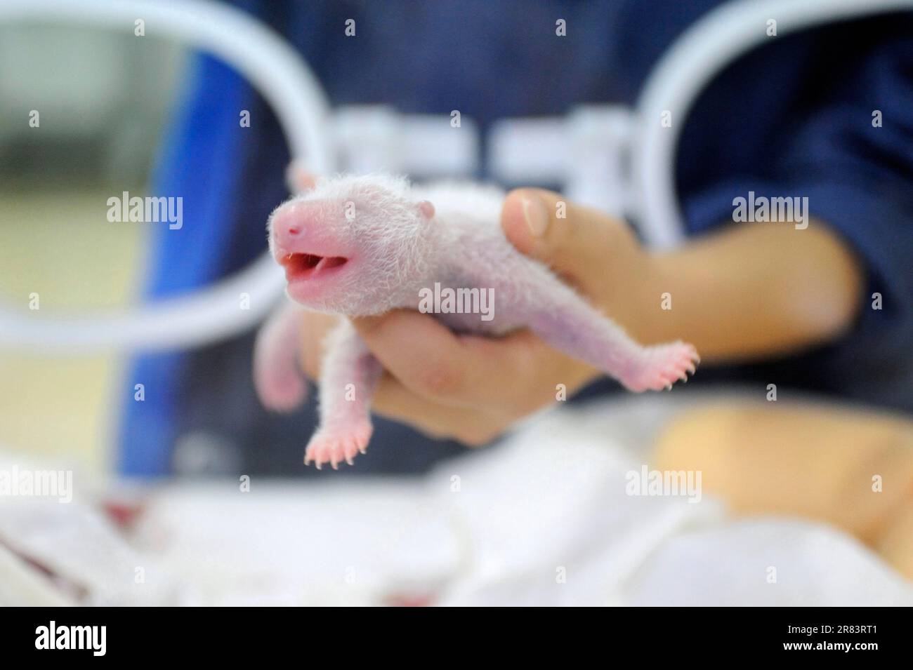 Keeper und Giant Panda (Ailuropoda melanoleuca) Young, 5 days, Bifengxia Breeding and Conservation Center for Giant Pandas, Yaan, Sichuan, Bambus Stockfoto