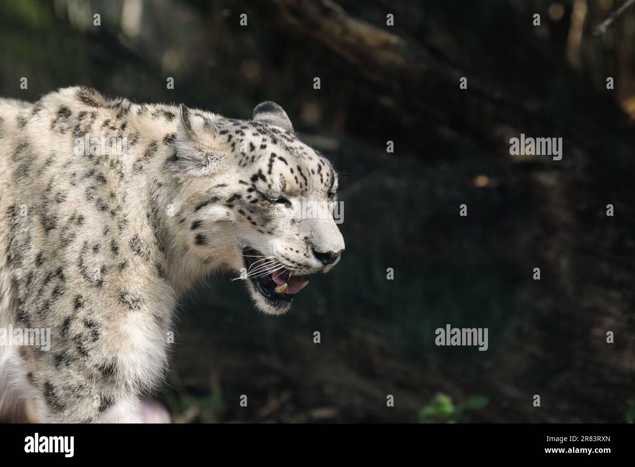 Schneeleopard (Panthera Uncia) in Gefangenschaft geht in einem europäischen Zoo-Glaskäfig auf und ab. Stockfoto
