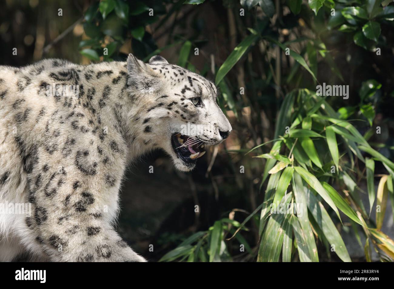 Schneeleopard (Panthera Uncia) in Gefangenschaft geht in einem europäischen Zoo-Glaskäfig auf und ab. Stockfoto