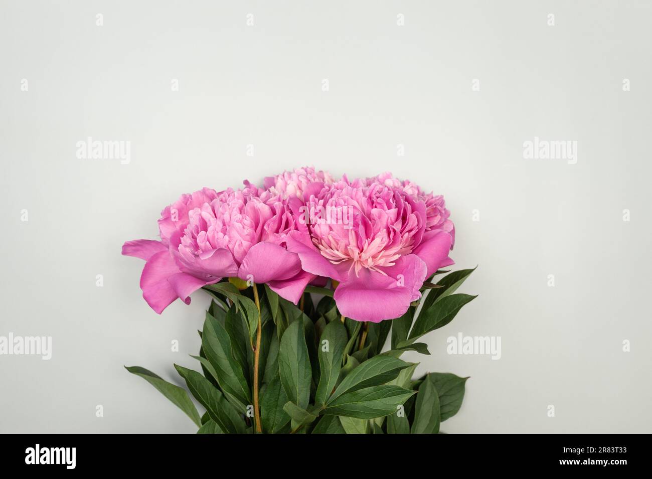 Draufsicht der pinkfarbenen Pfingstrosen auf hellgrauem Hintergrund. Pfingstrosen Blumen liegen flach, Kopierraum. Stockfoto