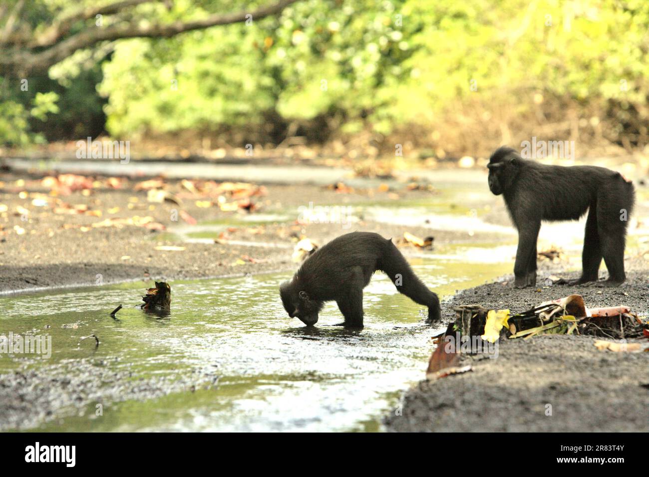 Ein Sulawesi-Schwarzkammmakaken (Macaca nigra) trinkt Wasser während der Futtersuche an einem Bach in der Nähe eines Strands im Wald Tangkoko, Nord-Sulawesi, Indonesien. Klimawandel und Krankheiten stellen neue Bedrohungen für Primaten dar. Aber auch ohne den Faktor Klimawandel ist Macaca nigra einer der 25 am stärksten gefährdeten Primaten der Erde. Die Art ist mit Wilderei (1.700 Fallen wurden in 16 Jahren gesammelt, berichten von Forschern), Verlust von Lebensräumen und anderen Arten von ökologischen Bedrohungen durch menschliche Tätigkeiten konfrontiert. Stockfoto