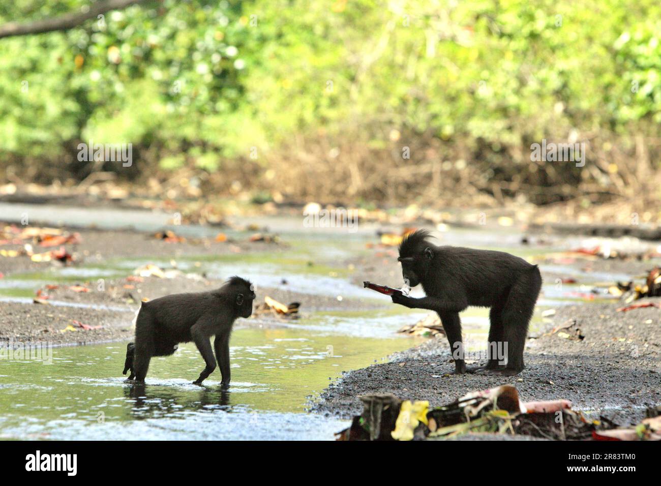 Ein Sulawesi-Schwarzkammmakaken (Macaca nigra) besitzt eine Zahnpastatur, die er an einem Bach in der Nähe eines Strands im Tangkoko-Wald, Nord-Sulawesi, Indonesien, gefunden hat. „Nicht nachhaltige menschliche Aktivitäten sind heute die wichtigste Kraft, die Primaten zum Aussterben bringt“, so ein Team von Wissenschaftlern unter der Leitung von Alejandro Estrada (Institut für Biologie, Nationale Autonome Universität von Mexiko) in ihrem 2017 veröffentlichten Aufsatz über ScienceAdvances. Primate-Wissenschaftler haben auch davor gewarnt, dass Ökotourismus und Forschung, obwohl sie positiv zur Erhaltung der Primaten beitragen, negative Folgen haben. Stockfoto