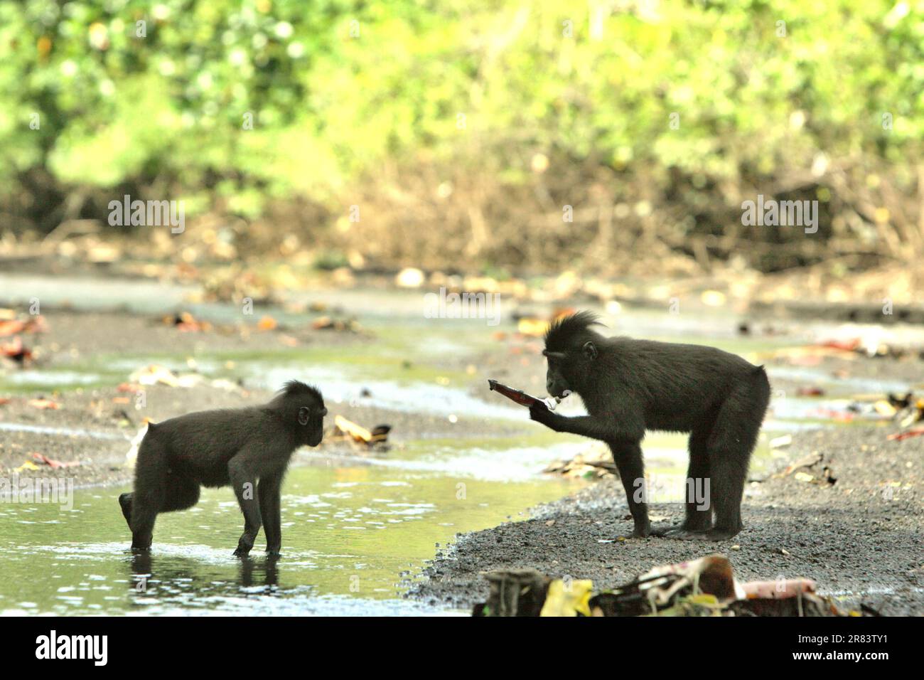 Ein Sulawesi-Schwarzkammmakaken (Macaca nigra) besitzt eine Zahnpastatur, die er an einem Bach in der Nähe eines Strands im Tangkoko-Wald, Nord-Sulawesi, Indonesien, gefunden hat. „Nicht nachhaltige menschliche Aktivitäten sind heute die wichtigste Kraft, die Primaten zum Aussterben bringt“, so ein Team von Wissenschaftlern unter der Leitung von Alejandro Estrada (Institut für Biologie, Nationale Autonome Universität von Mexiko) in ihrem 2017 veröffentlichten Aufsatz über ScienceAdvances. Primate-Wissenschaftler haben auch davor gewarnt, dass Ökotourismus und Forschung, obwohl sie positiv zur Erhaltung der Primaten beitragen, negative Folgen haben. Stockfoto