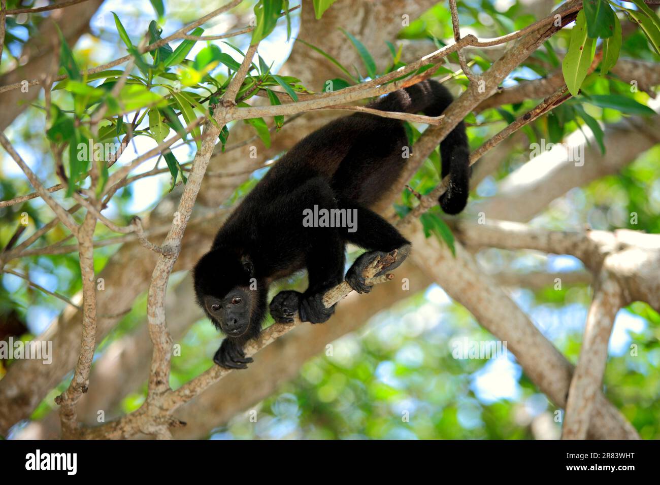 Schwarzer Brüllaffe (Alouatta caraya), Honduras Stockfoto