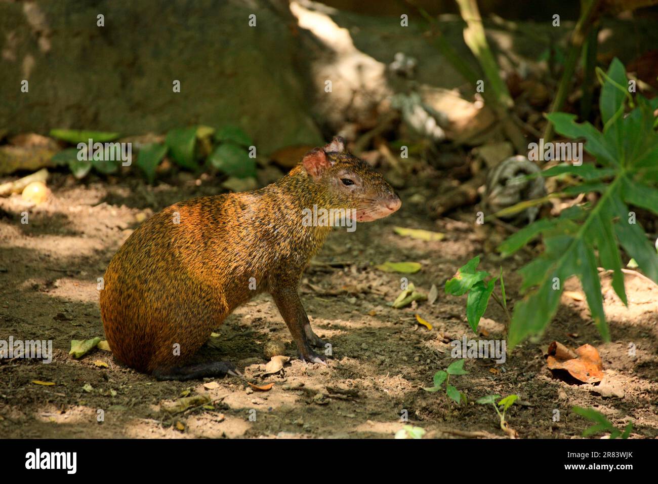 PACA (Agouti) (Dasyprocta punctatus), lateral, Honduras Stockfoto