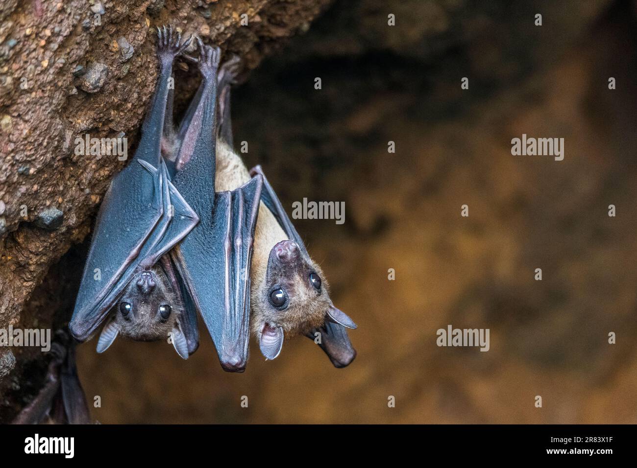 Geoffroys Rousette (Rousettus amplexicaudatus) ist eine Art von Megabat oder Old World Fruit Fledermäusen, weiblich und jung. Stockfoto