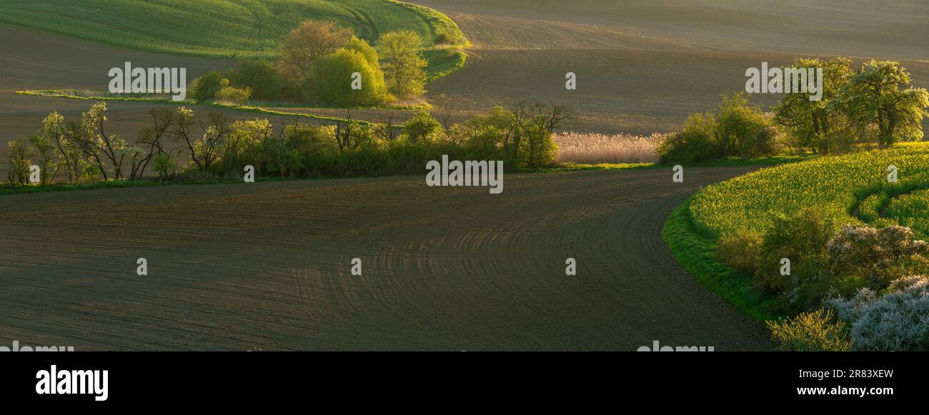 Panoramablick auf grünes, biologisches Ackerland mit einer gespießten Landzunge und Baumkrämpfen Stockfoto