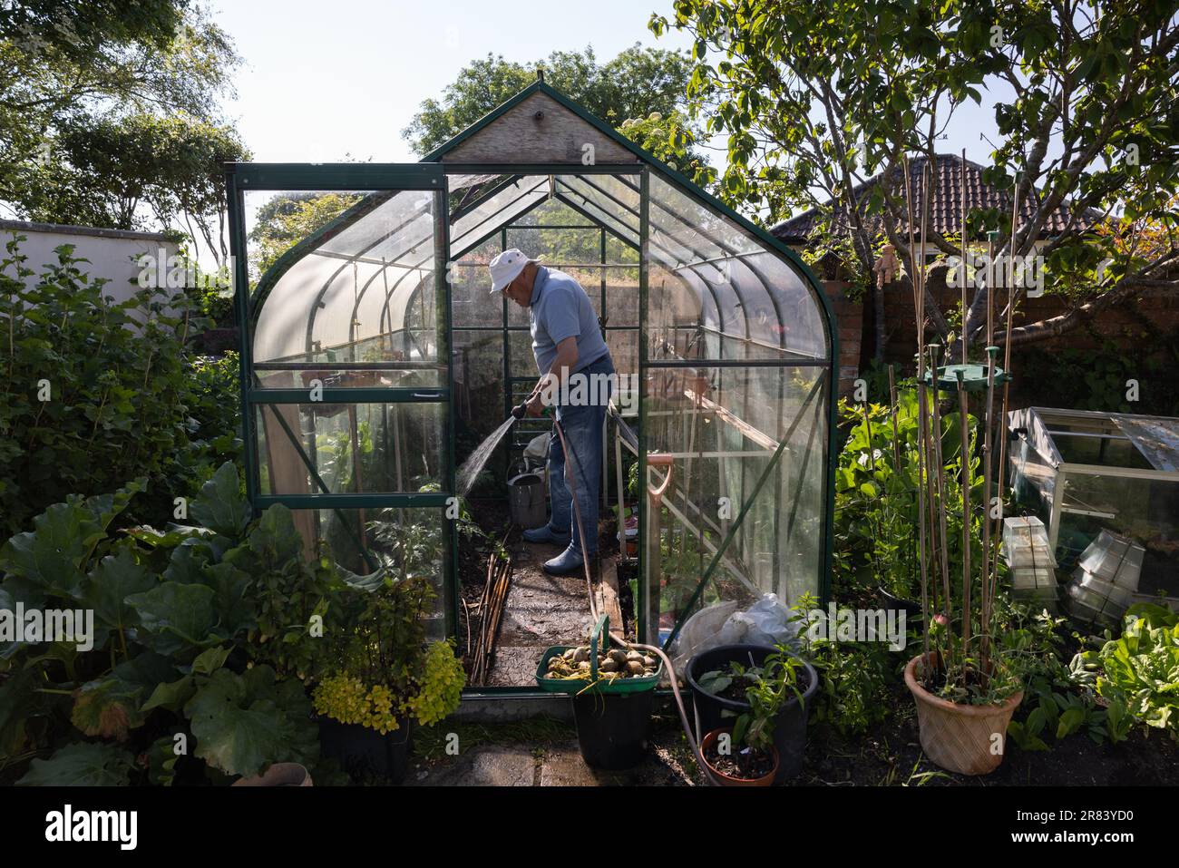 Ein Mann in seinen Achtzigern, der während eines trockenen Juni 2023 ein Gartenrohr zum Gießen seines Gemüses verwendet, bevor das Verbot in Südengland, Großbritannien, umgesetzt wird Stockfoto