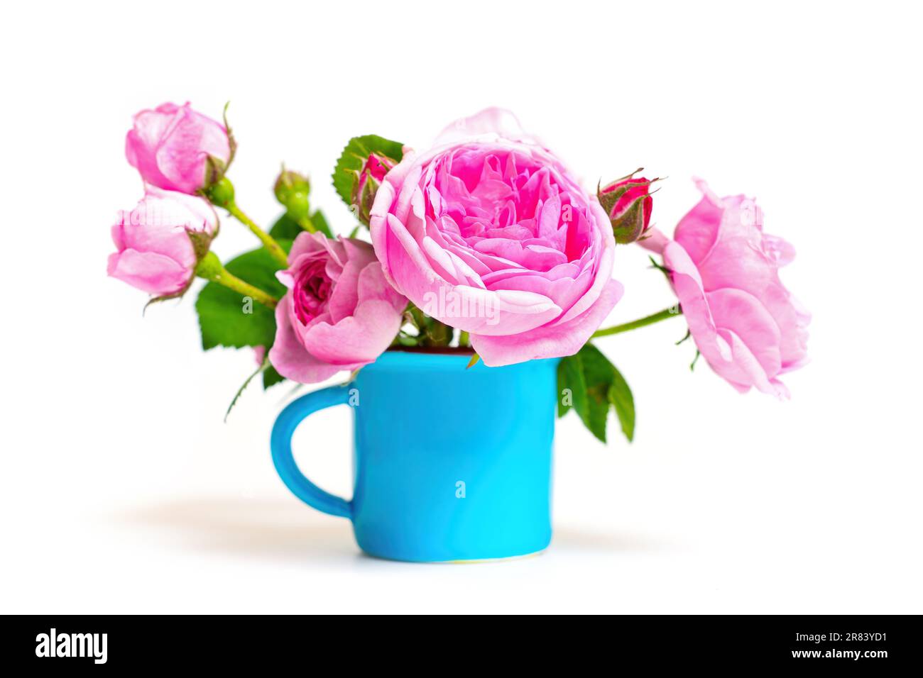 Nahaufnahme einer delikaten Rosenanordnung in einem kleinen blauen Becher auf weißem Hintergrund. Stockfoto