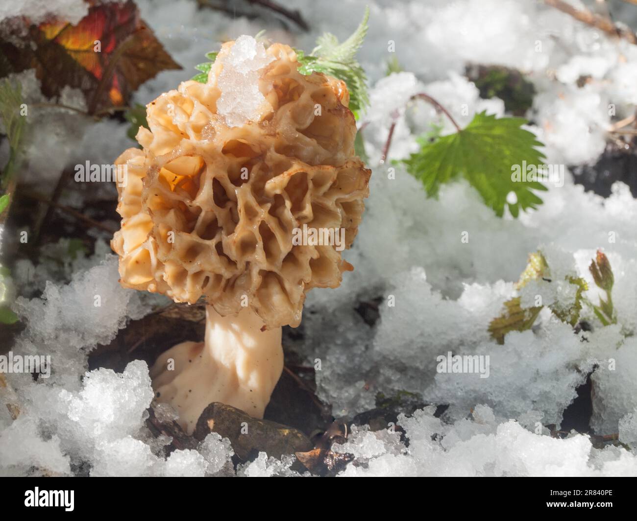 Der späte Winter und die Kälte haben die bereits fruchtbaren Morchel (morchella esculenta) (essbare Morchel) mit Schnee bedeckt Stockfoto