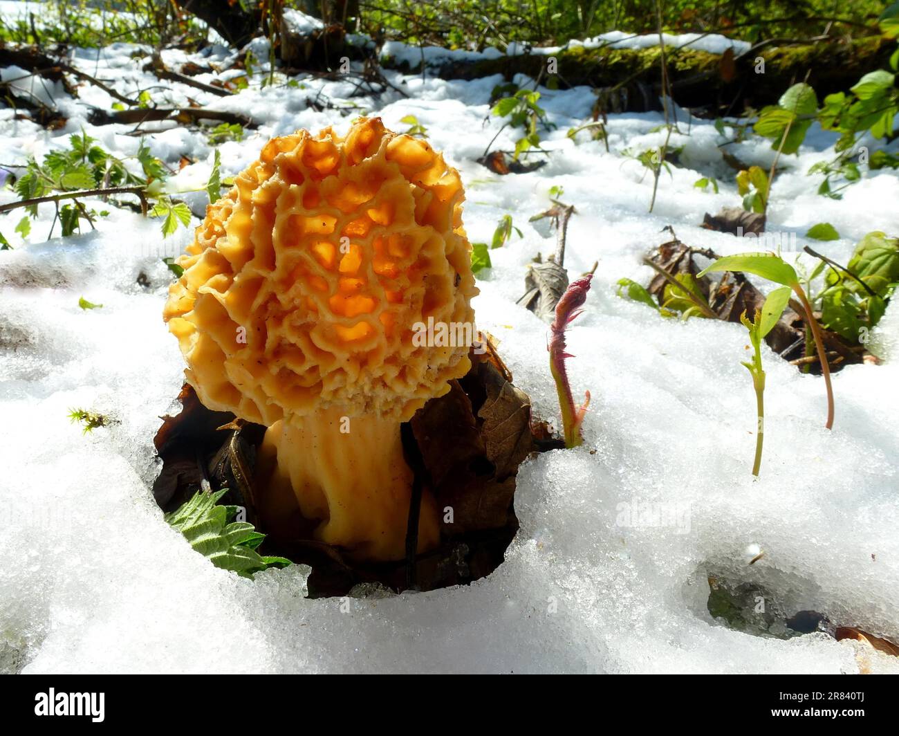 Essbare Morchel im Schnee gegen das Licht Stockfoto