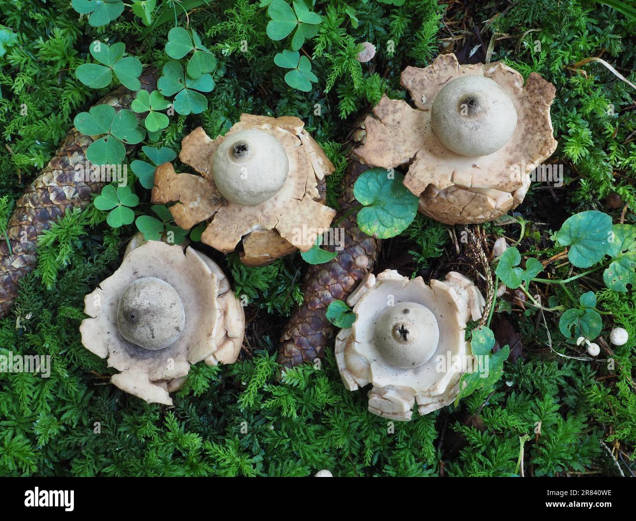 Collared Earthstar (geastrum Triplex) Stockfoto